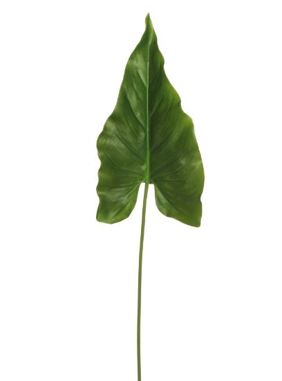 Picture of FIORE FOGLIE CALLA H83cm