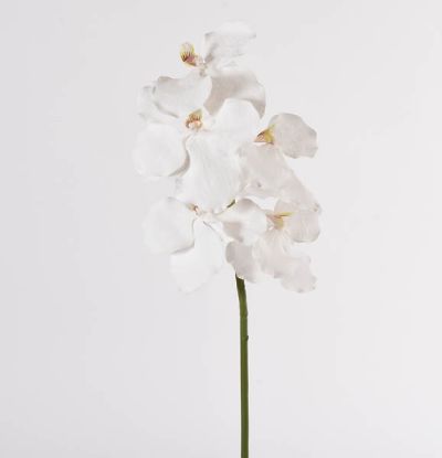 Picture of FIORE ORCHIDEA RAMO H73cm BIANCO