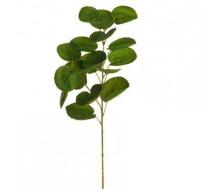 Picture of FIORE POLYSCIAS NATURALE H75cm VERDE