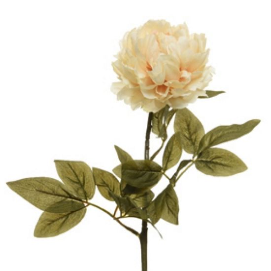 Immagine di FIORE PEONIA L72cm CREMA